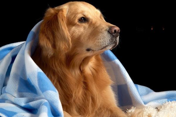 犬猫黏液囊炎 犬猫黏液囊炎