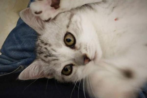 猫骨膜炎 猫骨膜炎