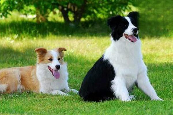 犬猫骨膜炎 犬猫骨膜炎