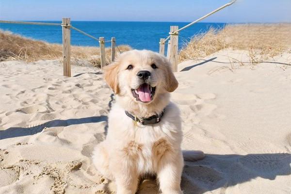 犬猫骨膜炎治疗方案 犬猫骨膜炎治疗方案