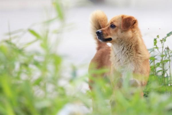 犬嗜酸细胞性肌炎 犬嗜酸细胞性肌炎
