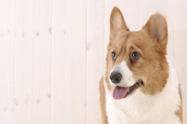 犬嗜酸细胞性肌炎治疗方案 犬嗜酸细胞性肌炎治疗方案