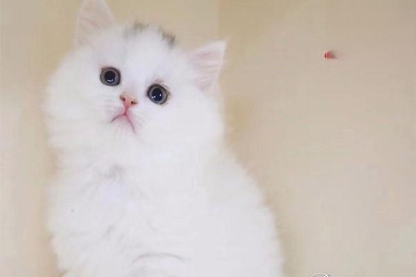 猫骨髓炎 猫骨髓炎