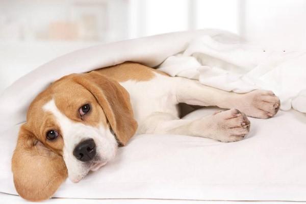 犬猫骨髓炎 犬猫骨髓炎