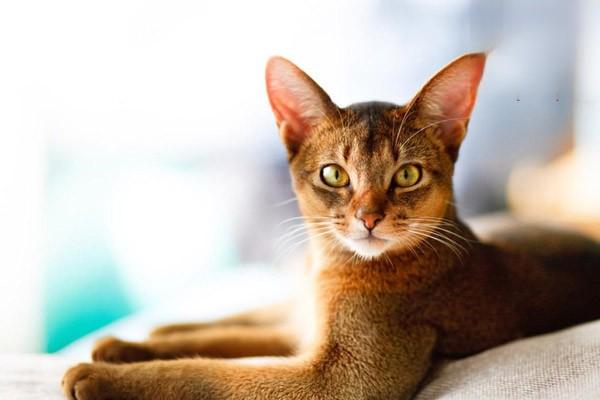 犬猫骨髓炎治疗方案 犬猫骨髓炎治疗方案