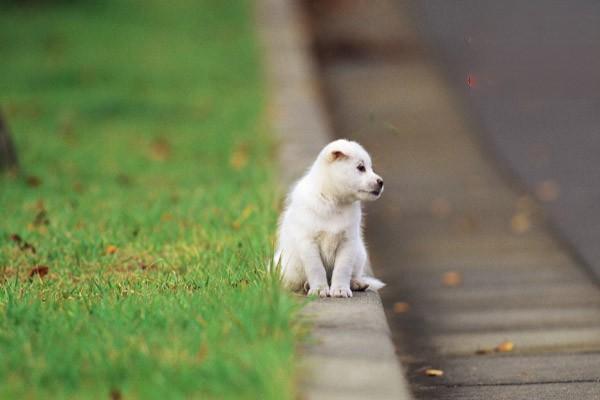 犬猫毒蛇咬伤 犬猫毒蛇咬伤