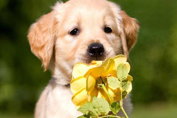 犬猫蜂蜇伤 犬猫蜂蜇伤