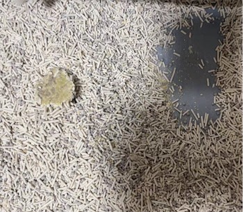 猫砂测评