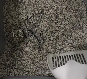 喵铮铮混合豆腐砂