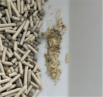 喵铮铮混合豆腐砂测评
