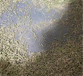 混合猫砂测评
