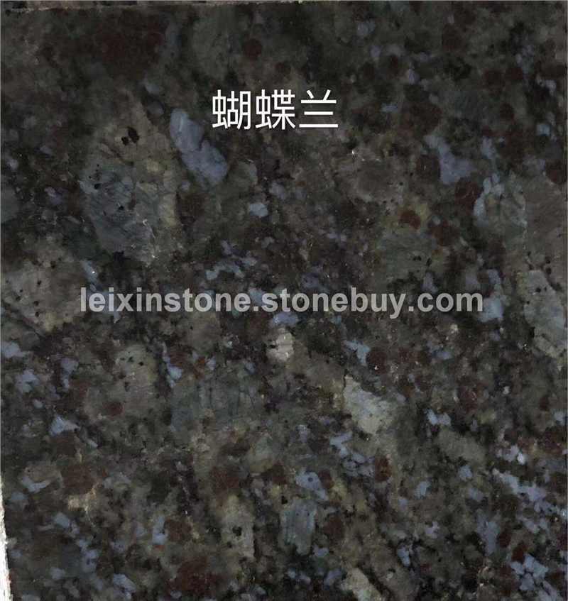 内蒙古蝴蝶兰13754115797邵先生